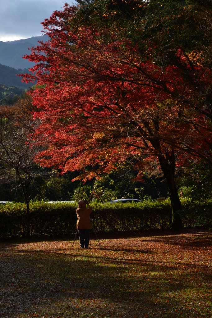 てる山もみじ