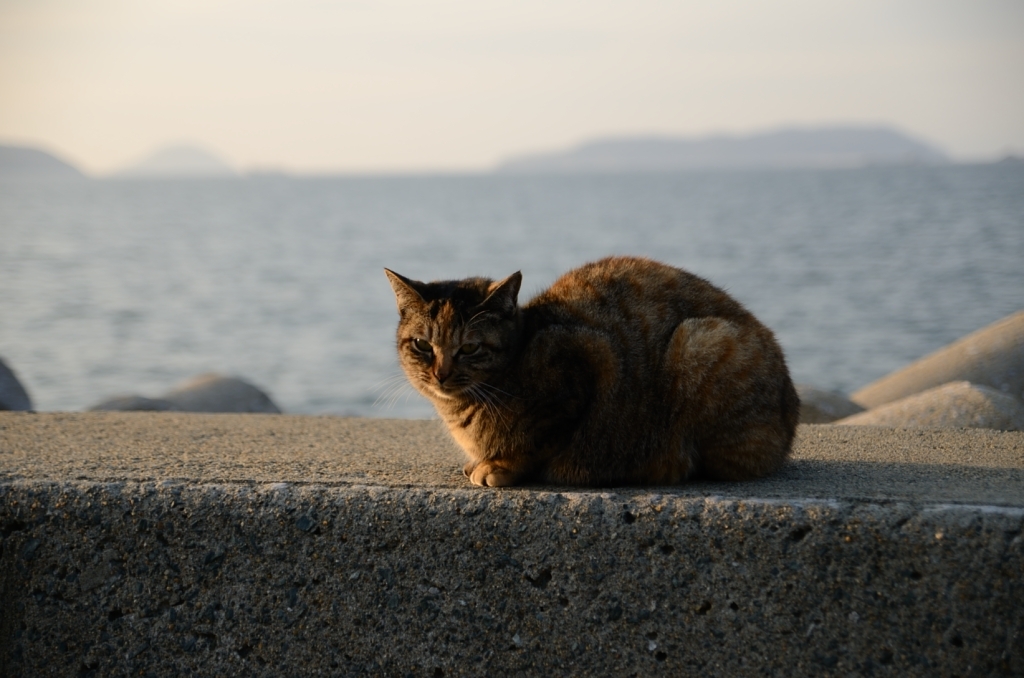 Cat's eye 見つめないで
