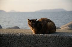 Cat's eye 見つめないで