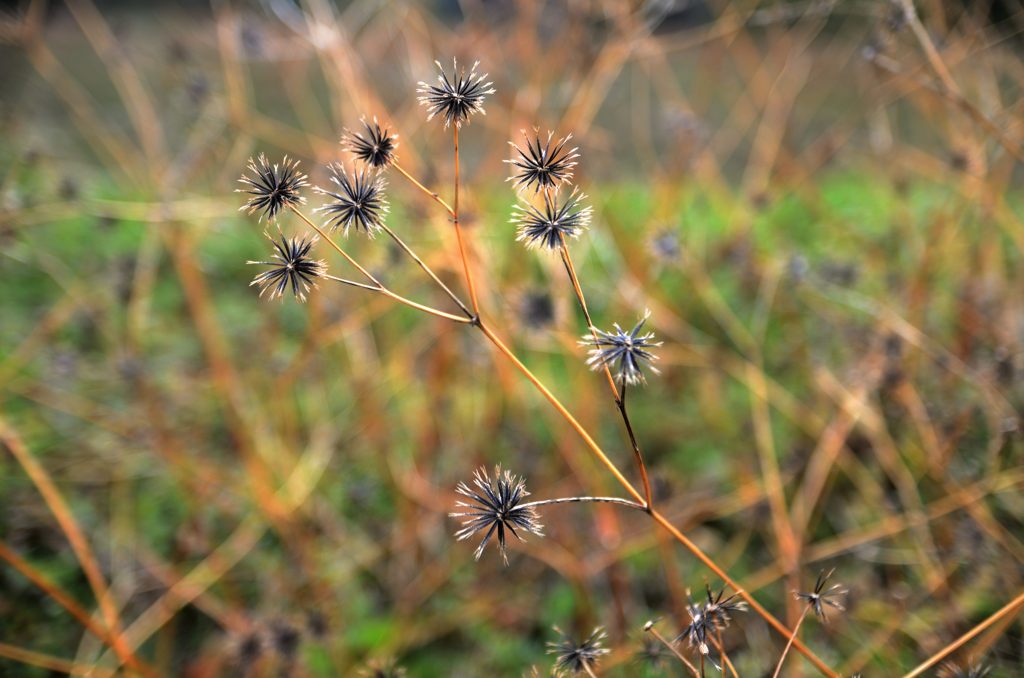 花火花