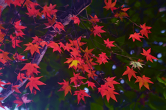 秋もよう
