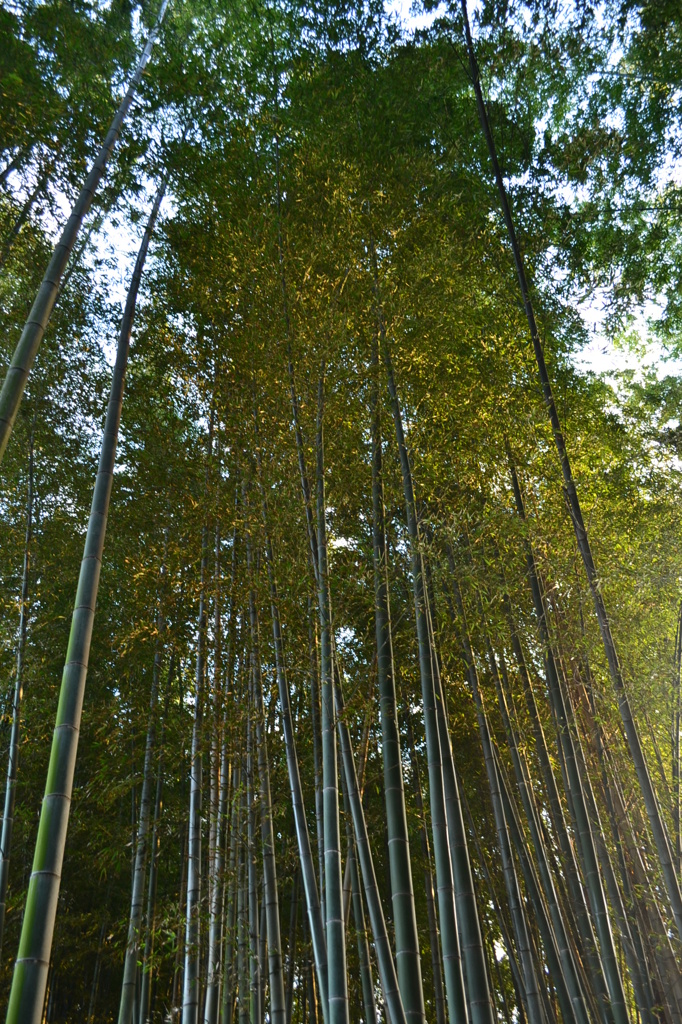 竹林
