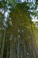 竹林