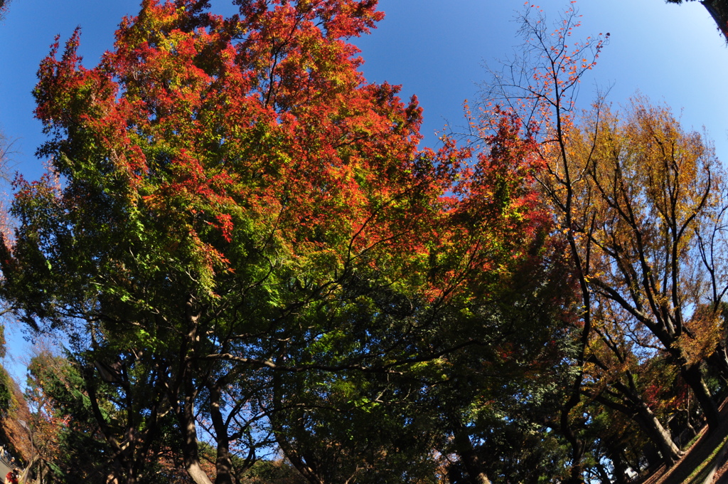上野公園1