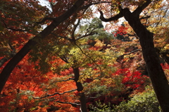 東福寺の紅葉