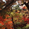 東福寺の紅葉