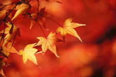 東福寺の紅葉