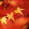 東福寺の紅葉