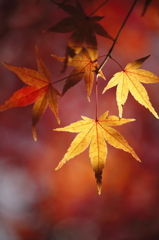 タイヨウの紅葉
