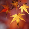 タイヨウの紅葉