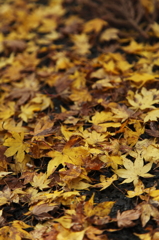 美しい紅葉