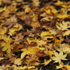 美しい紅葉
