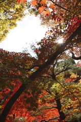 東福寺の紅葉