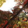 東福寺の紅葉
