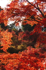 東福寺の紅葉