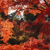 東福寺の紅葉
