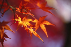 タイヨウの紅葉