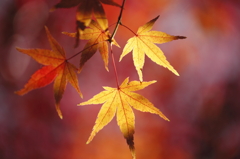 タイヨウの紅葉