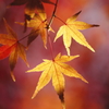 タイヨウの紅葉
