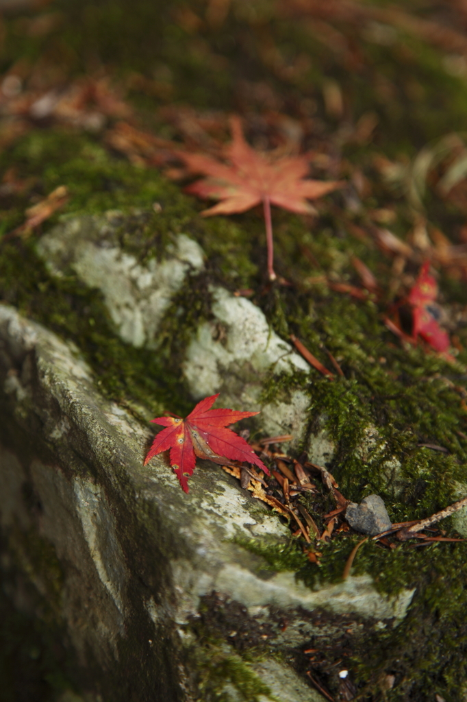 美しい紅葉