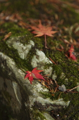 美しい紅葉