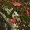 美しい紅葉