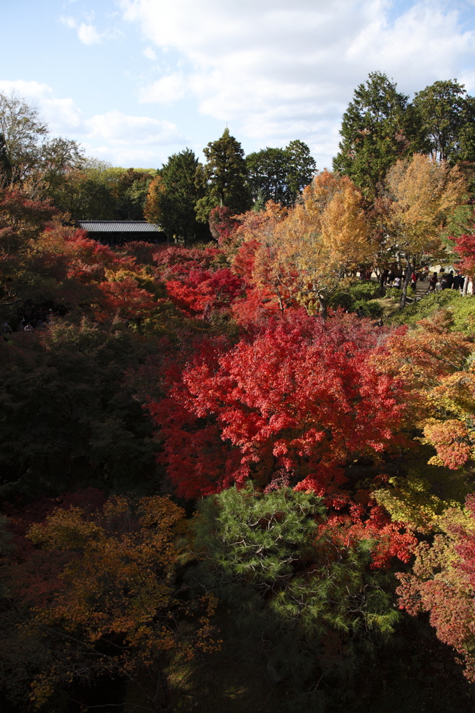 真紅の東福寺