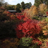 真紅の東福寺