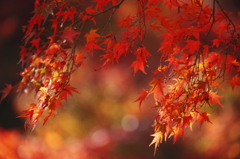 東福寺の紅葉