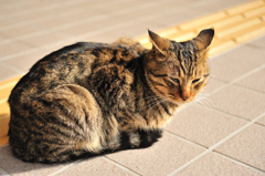 ひなたぼっこ