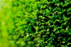 Moss Green!