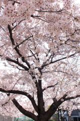 2011春