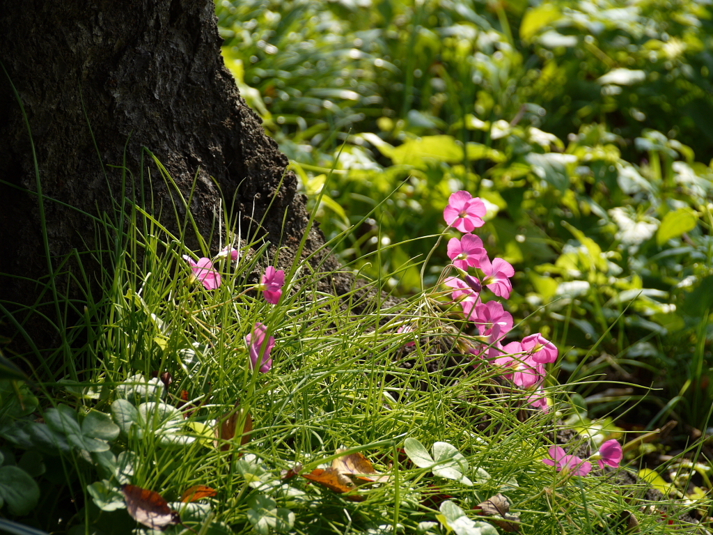 元荒川の土手で03