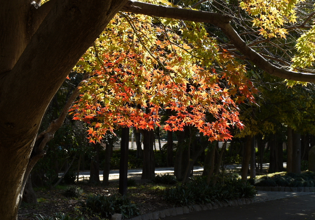 久伊豆神社で03