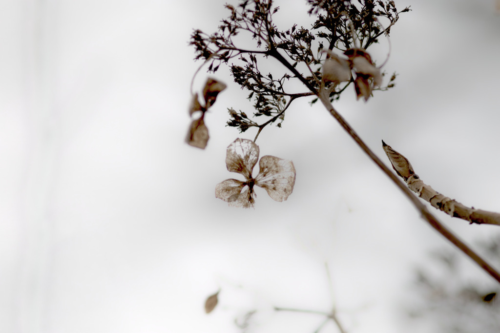 冬の紫陽花　♯１