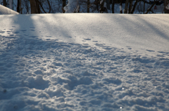 新雪　スキー場