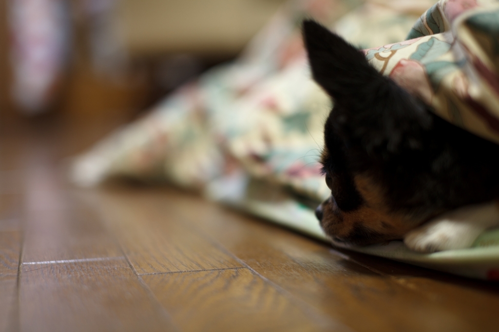 犬がこたつで・・・Ⅱ