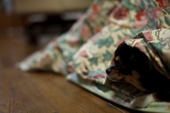 犬がこたつで・・・Ⅰ