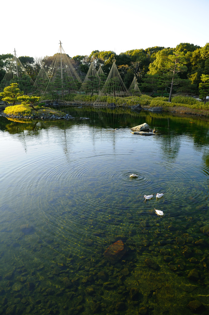 憩いの水紋