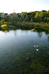 憩いの水紋
