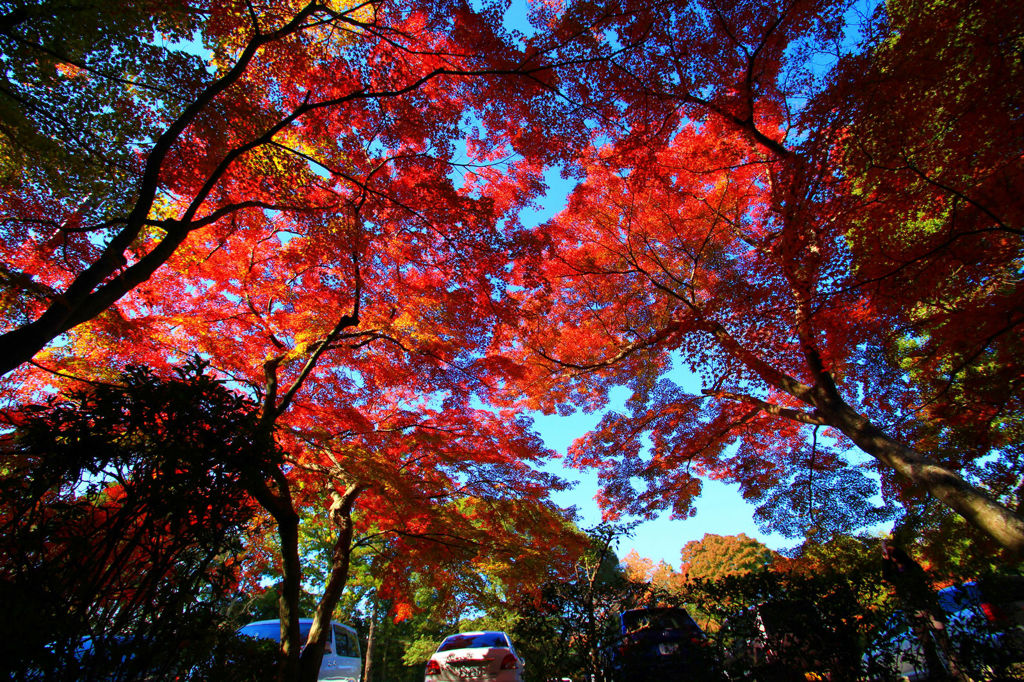 画像 019_conew1
