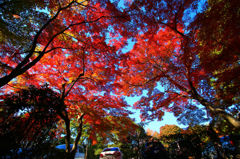 画像 019_conew1