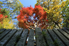 画像 153_conew1