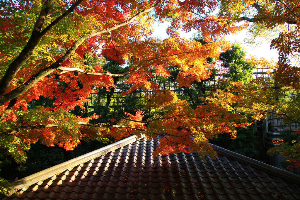 画像 241_conew1