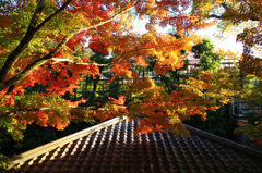 画像 241_conew1