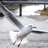 水辺の鳥