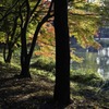 称名寺紅葉