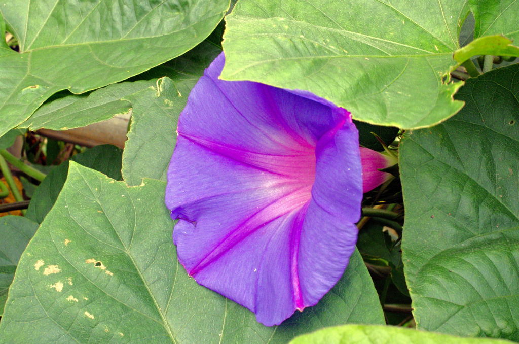 color2