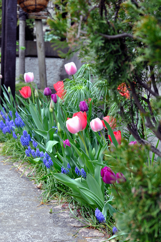 お寺の中のチューリップ