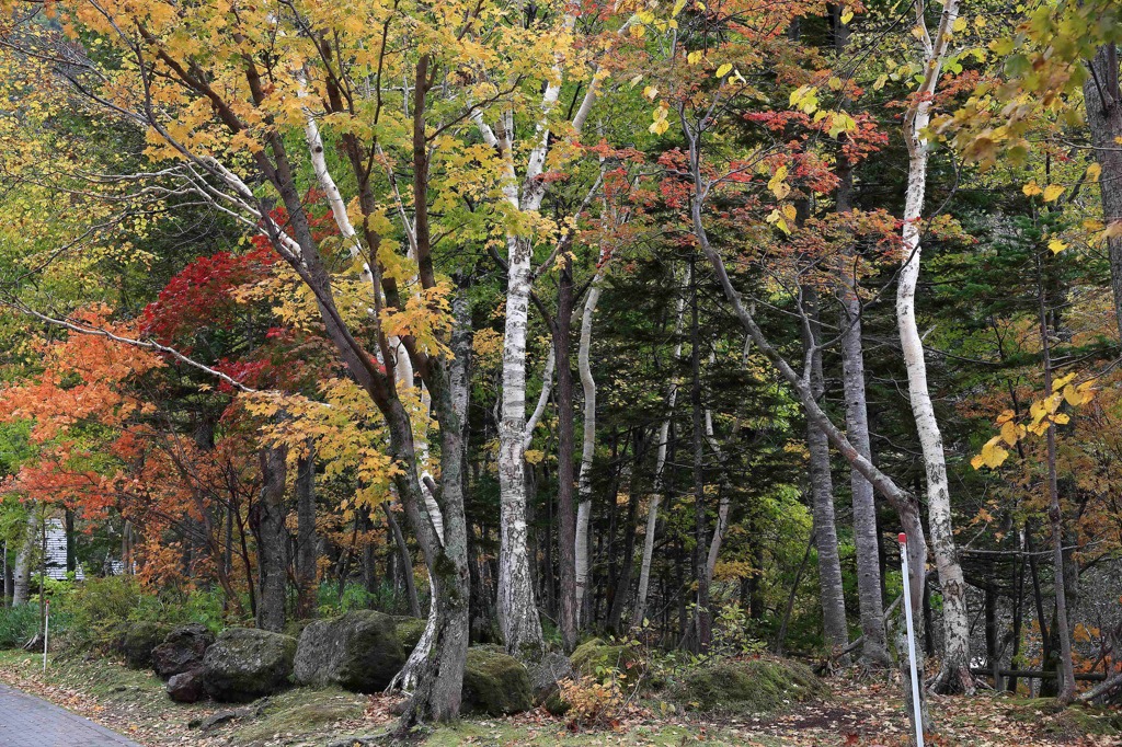 北海道・富良野・層雲峡・紅葉